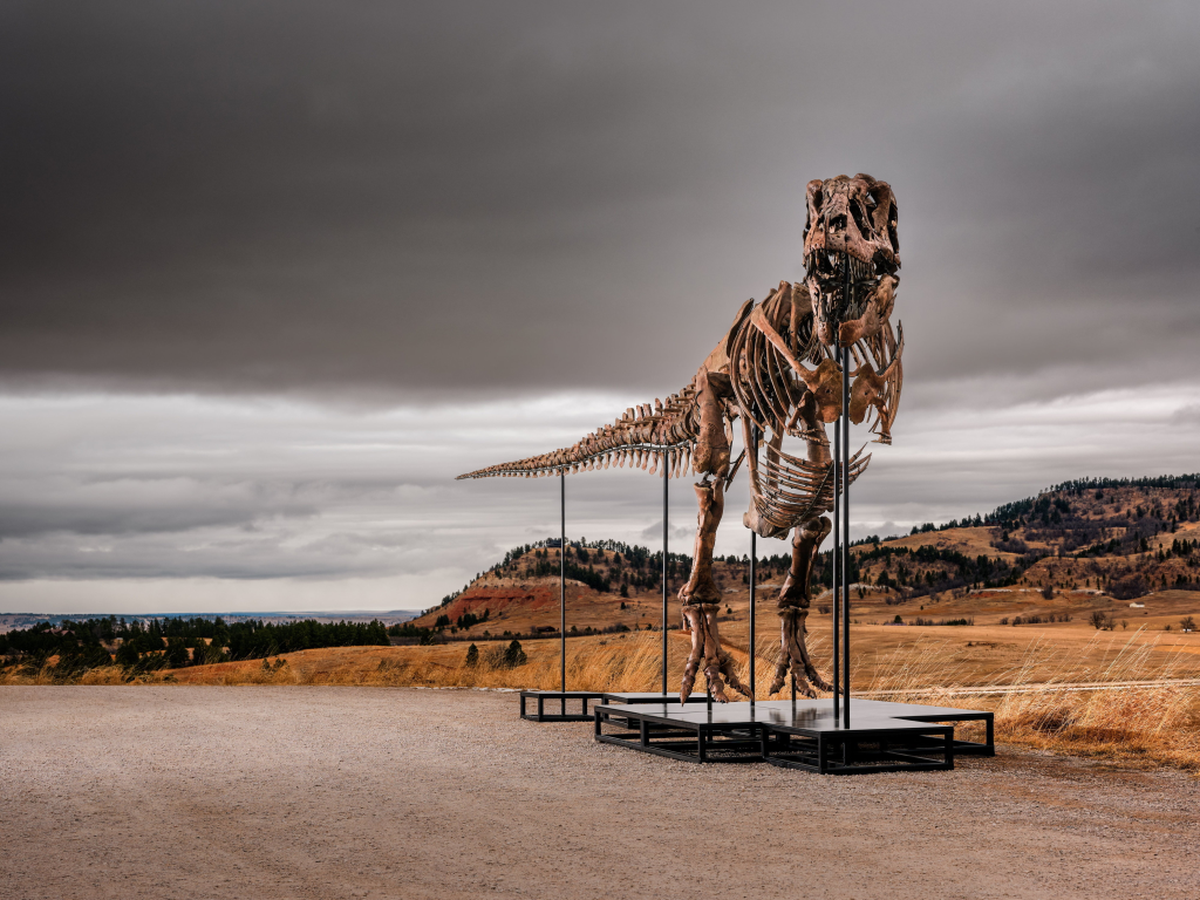  One of the most complete Tyrannosaurus rex specimens ever discovered, Sotheby's New York is to offer it with a record estimate of $20–30 million. (Matthew Sherman/Sotheby's via SWNS) 