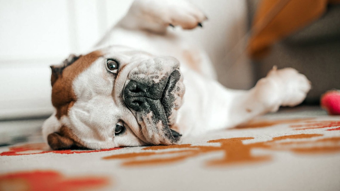 Dramatic Bulldog Decides Falling Asleep Is Easier Than Walking Downstairs 