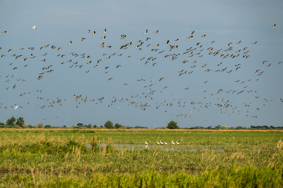Birds swarm over flooded marshland at Hortobagy National Park near Tiszafured, Hungary, July 15, 2026. REUTERS/Marton Monus