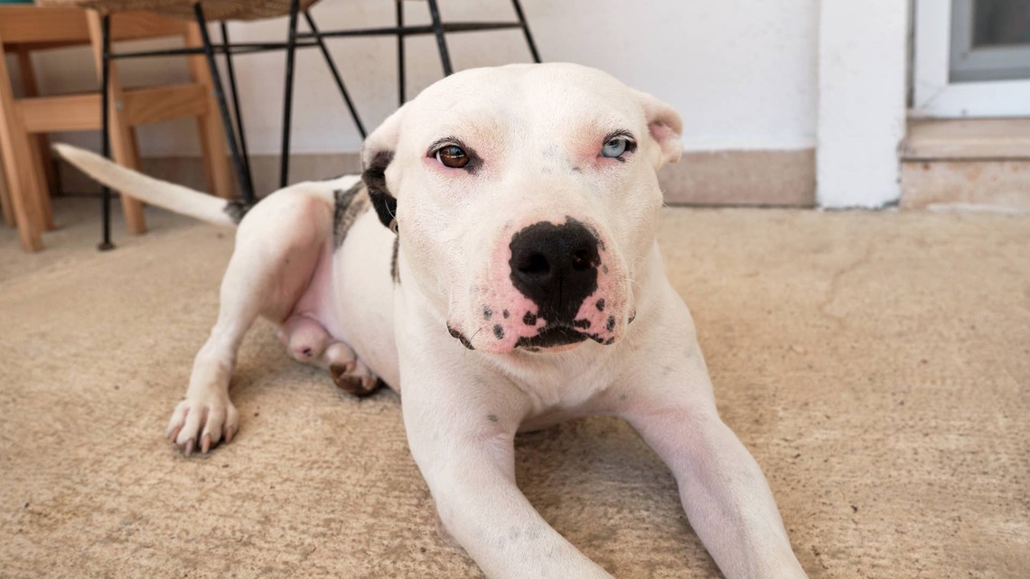 Shelter Dog Hidden in a Corner Kennel Gets One Day Out and Shows Everyone What They Have Been Missing 