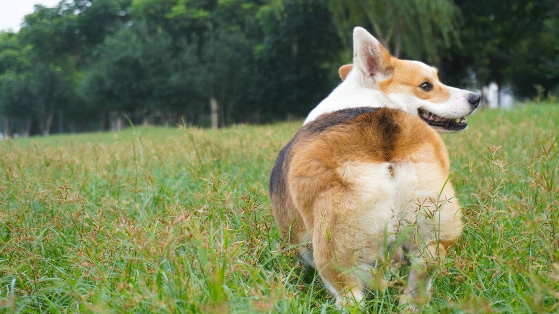 Corgi Turns Every Walk Into an Adventure by Stopping To Inspect Absolutely Everything 