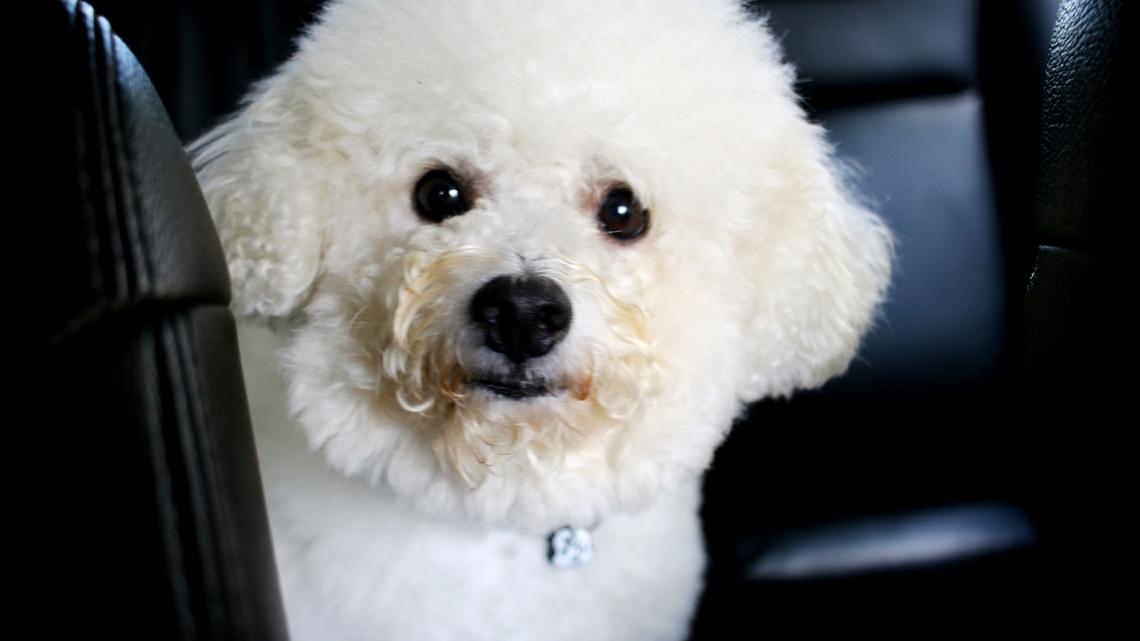 Fluffy White Dog Left in Car Honks the Horn Like a Boss Until Family Comes Back 