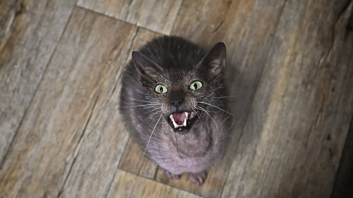 Feisty Rescue Cat Looks Like a Shrunken Black Panther