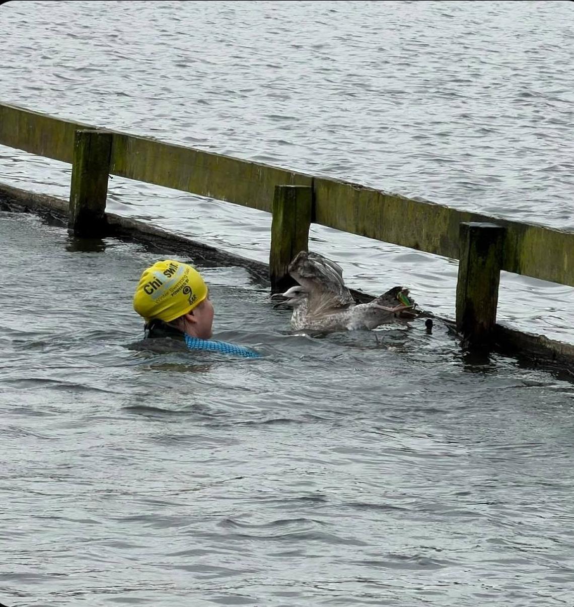  The gull was drowning until Bullar jumped into action. (Stuart Beaton via SWNS) 