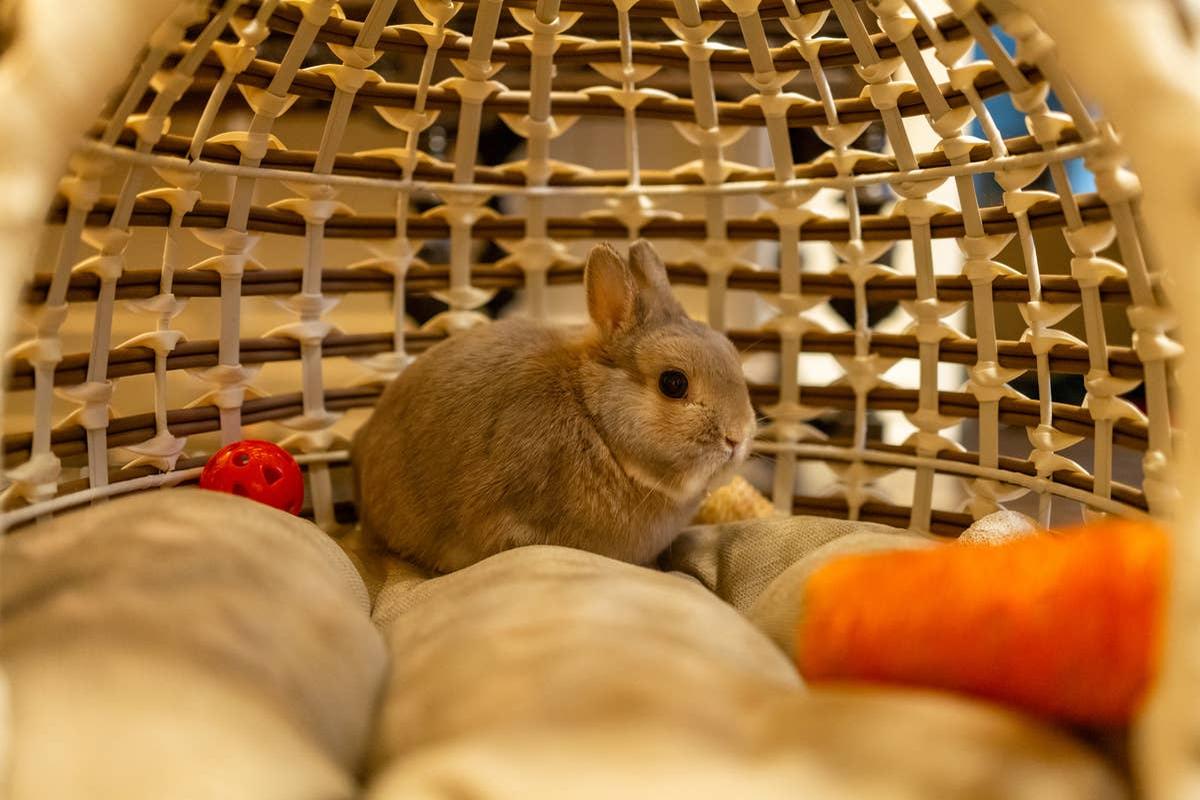  A small rabbit relaxing.