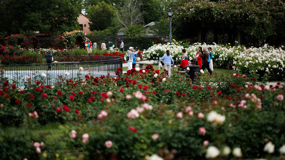 Visitors spend time at the San Jose Municipal Rose Garden, Monday, April 27, 2026. The Stroke Awareness Foundation will hold its 15th annual Stroke Walk at the garden on May 3. (Dai Sugano/Bay Area News Group)