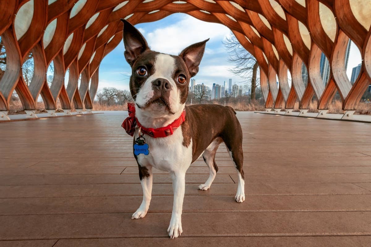  Boston Terriers are an apartment-safe guard dog and are great for people who live in cites.