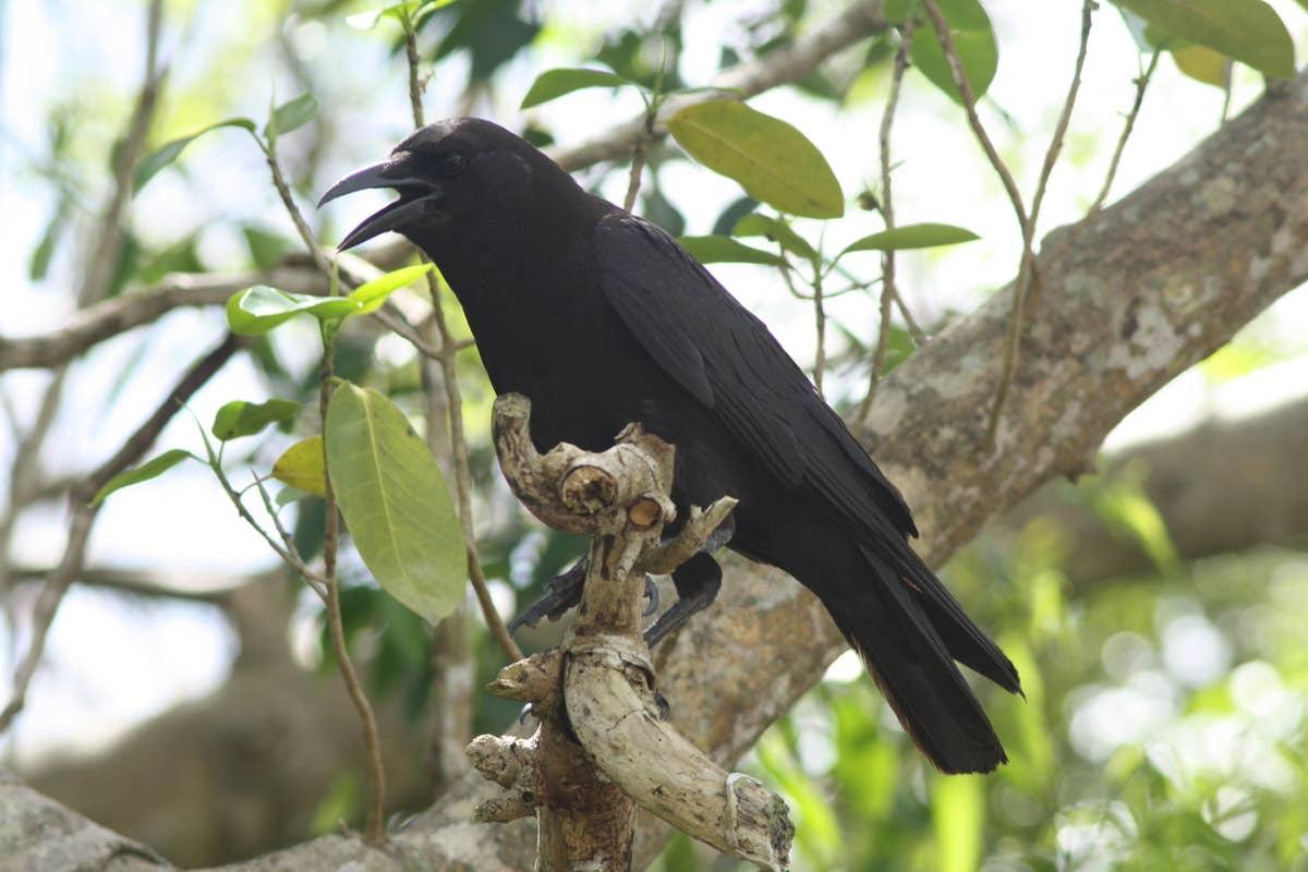  A crow sitting in a tree in North America. 