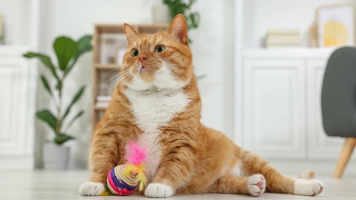 Target's Adorable Corn Cat Toy Looks Straight From a Tiny Farmers Market 