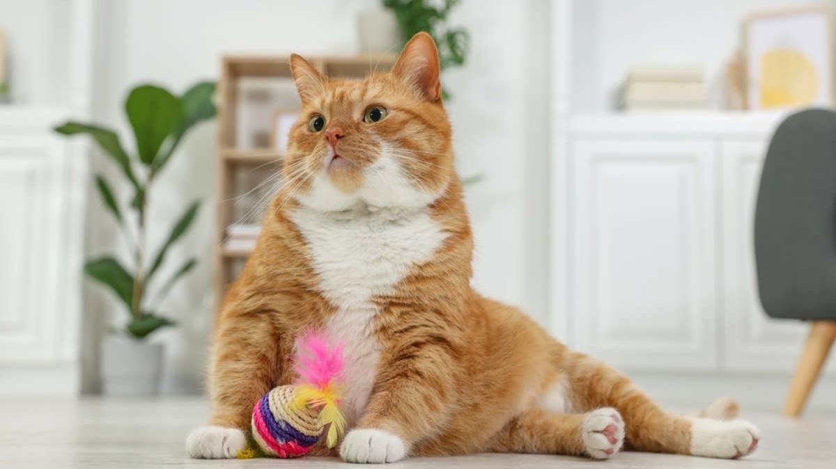 Orange Cat playing with a toy.