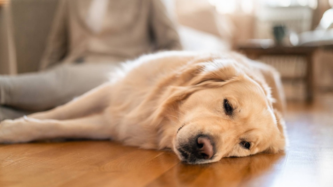 Golden Retriever's Weekly List of Grievances Is Way Too Relatable