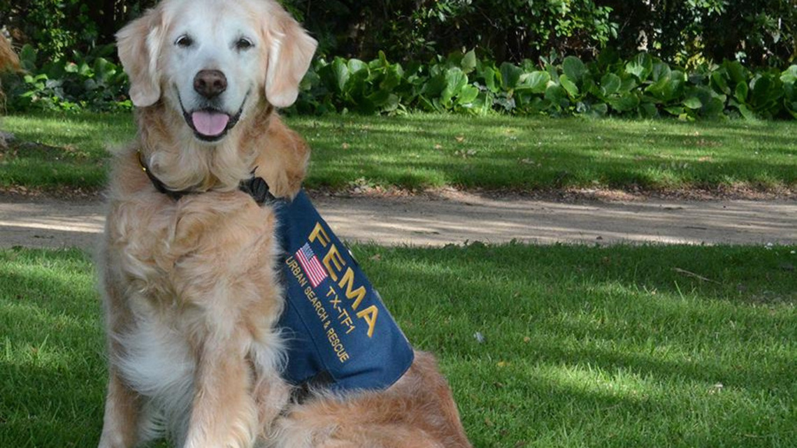 Dogs of 9/11: Going beyond the role of 'man's best friend' 