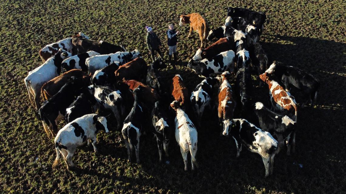 Commentary: Time to wise up about animals' intelligence 