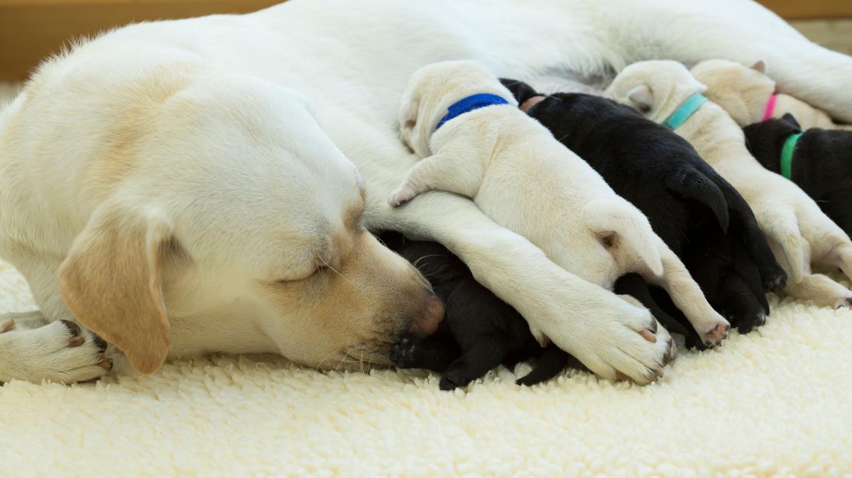 A photo of a mother dog nursing her puppies. 