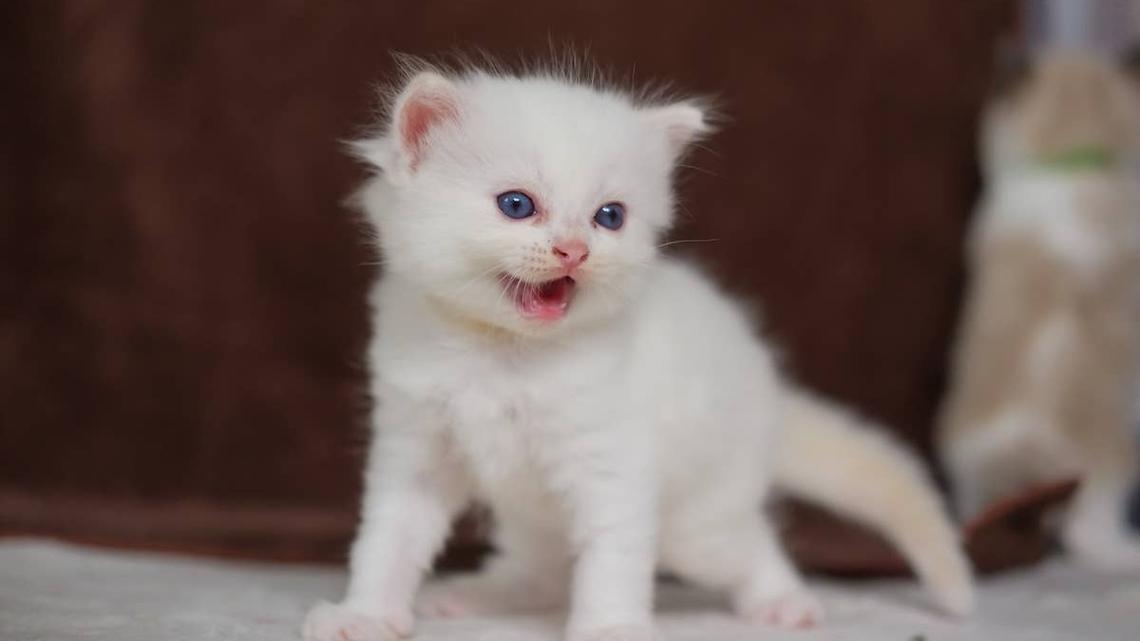 White kitten meowing.