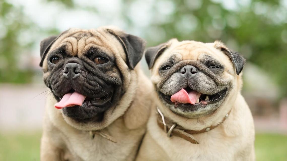 Pug Siblings' Synchronized Licks When a Happy Meal Is on the Table Are Priceless 