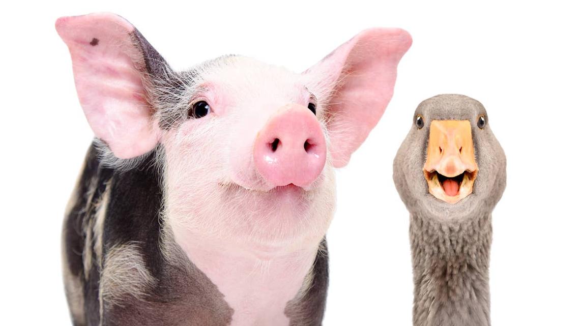 Pig and Duck Odd Couple's Sunrise Date Is Like a Disney Movie Come To Life 