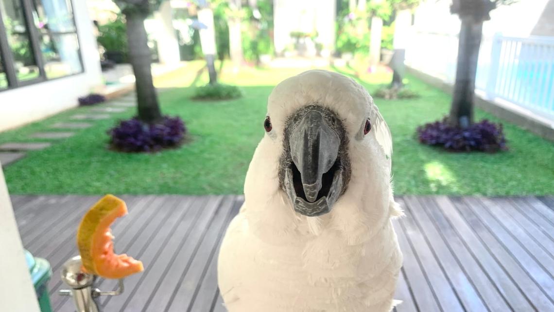 Cockatoo Returning Home After 4 Months Is the Happiest Boy in the World 