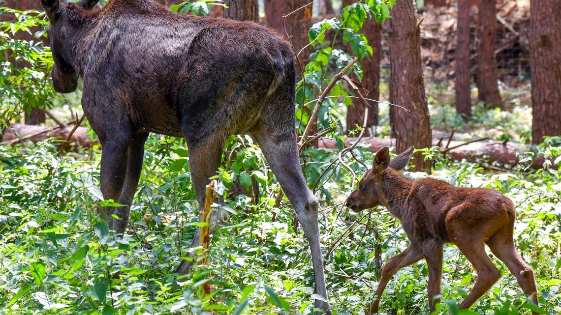 2 Baby Moose Get Separated From Mom on an Alaska Road - and the Tense Moment Is Going Viral 