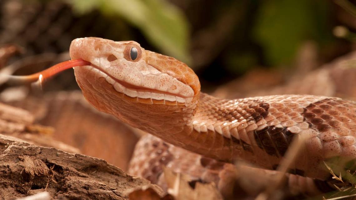 Copperheads Are Being Spotted in These 6 Georgia Locations - Including 2 State Parks 