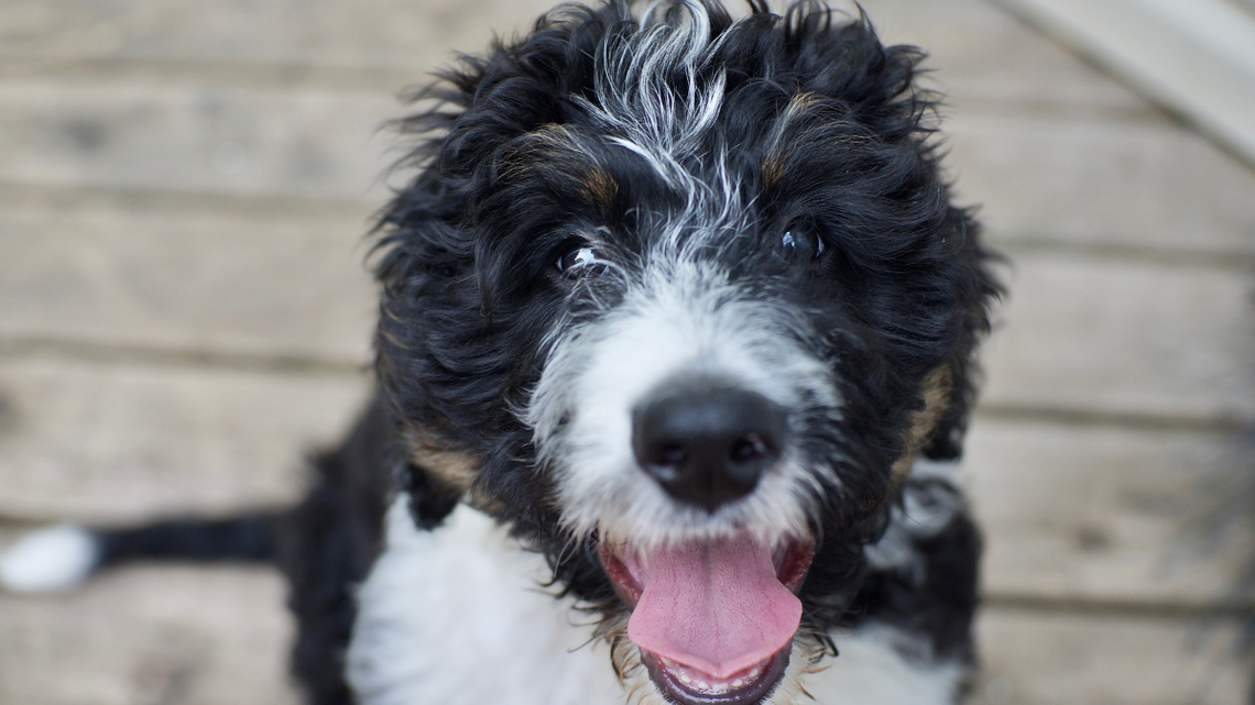 This Service Dog Knew Something Was Wrong Before Anyone Else-and Refused To Relax 