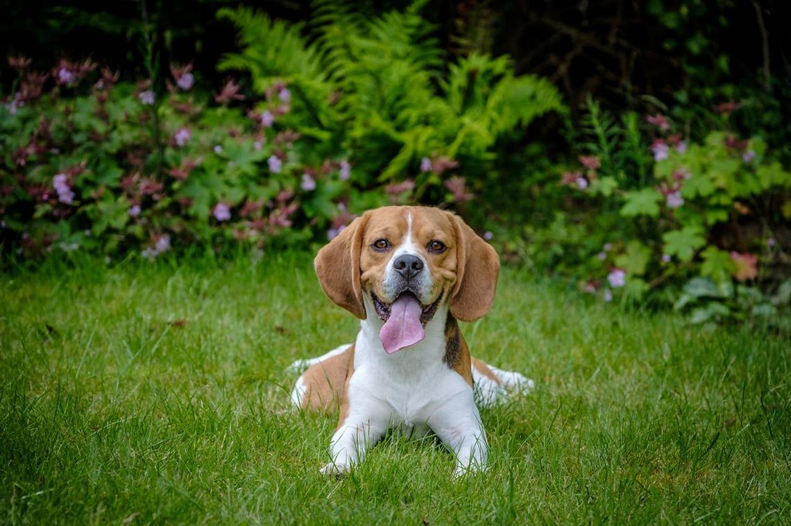 A happy Beagle with a short coat laying outsde. 