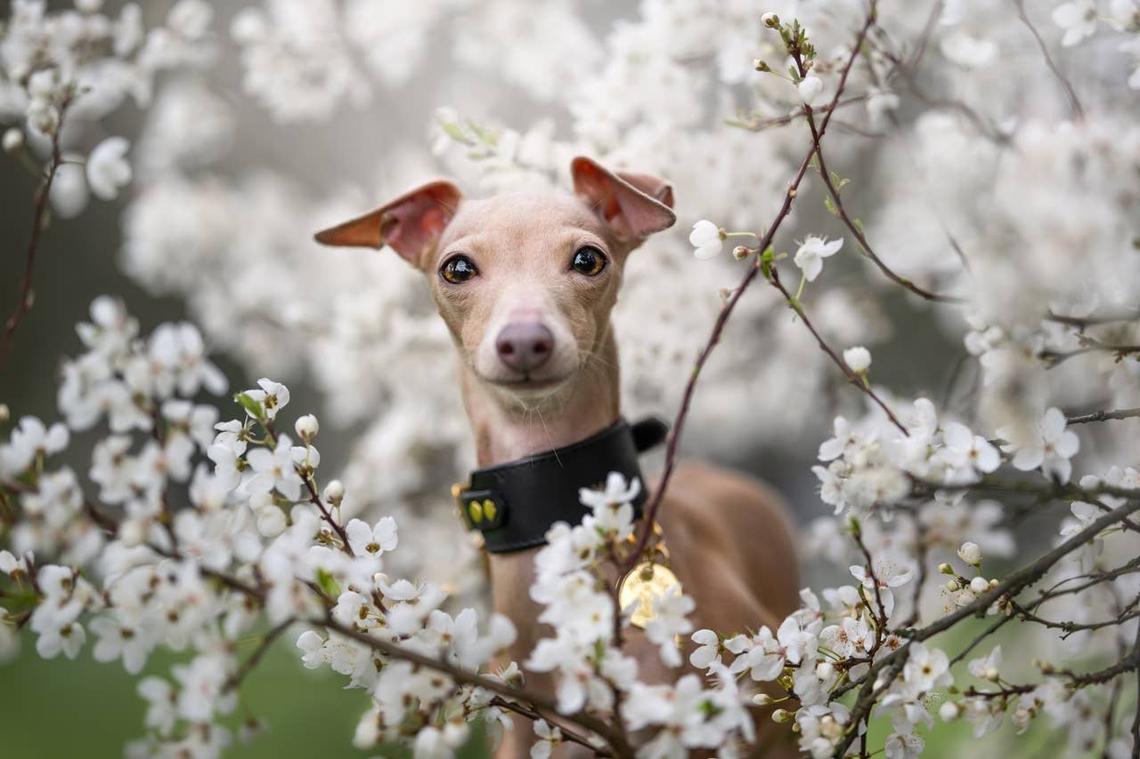  A short-haired Italian Greyhound near cherry blossoms. 