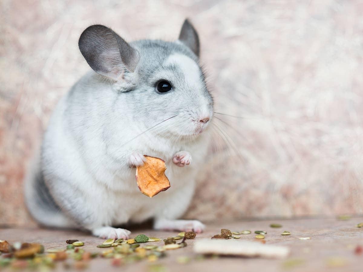  A male chinchilla holding food.