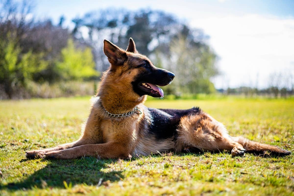  German Shepherds are highly intelligent and loyal family dogs.