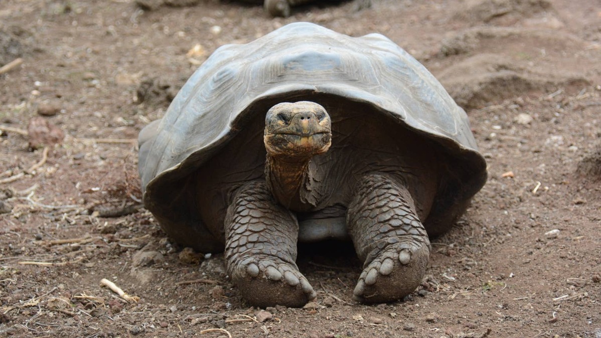 tortoise. 