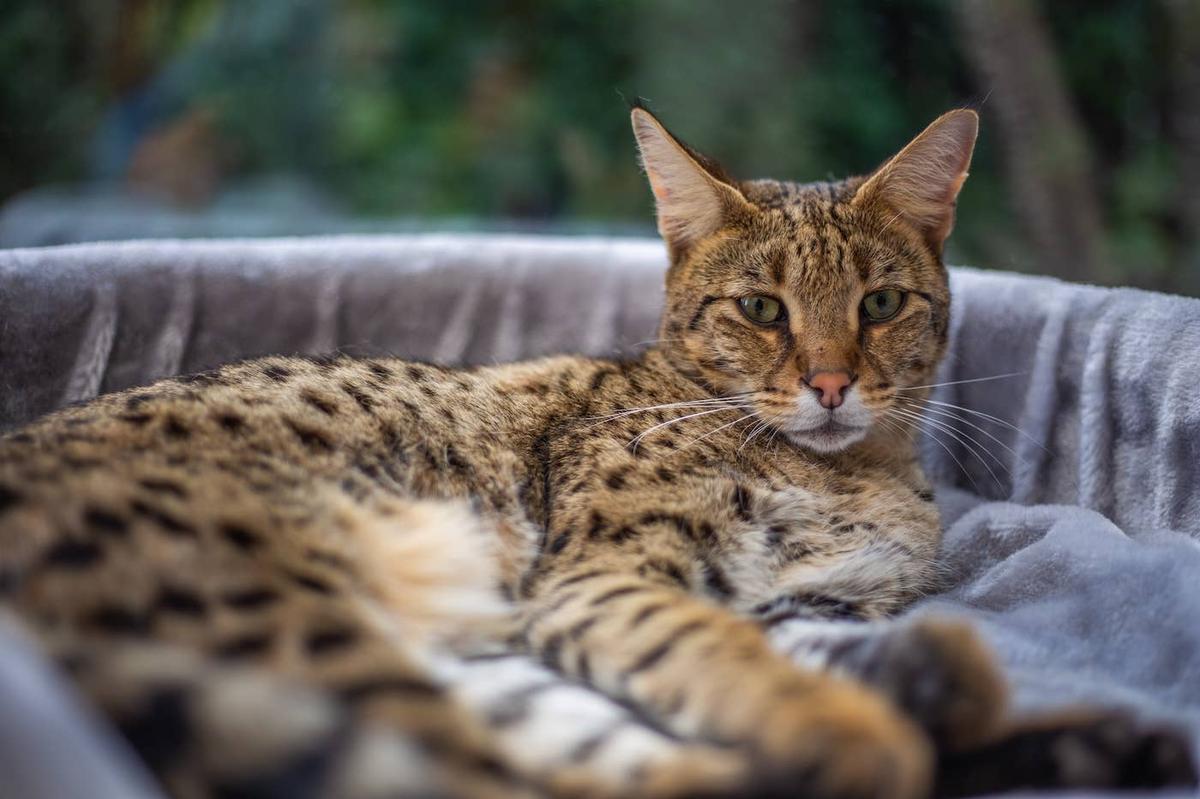  A Savannah cat sitting outside.