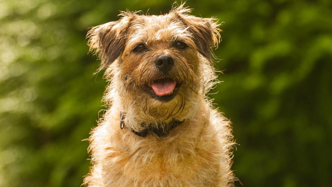 Musical Border Terrier 'Singing' in the Sunshine Charms Everyone With Her Raspy Voice 