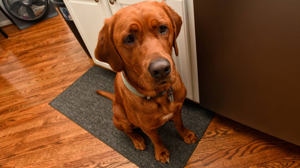 Dog Who Flunked Service Dog School Puts His Training to Hilarious Use at Home 