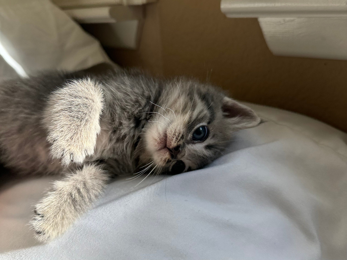 Ika, an American shorthair kitten from Queens, New York, served as Purina Kitten Chow's 2025 Chief Snuggle Officer.