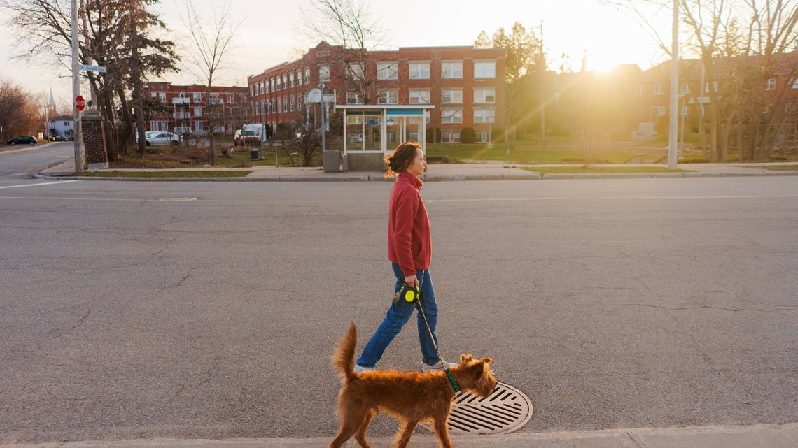 How to Quickly Transition Your Dog's Exercise Routine as Summer Ends 