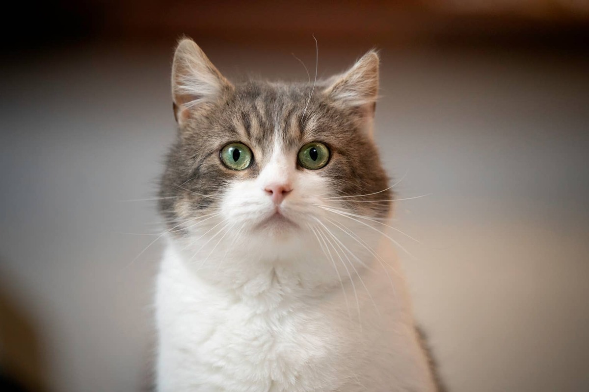  A gray-and-white cat stares into the camera.