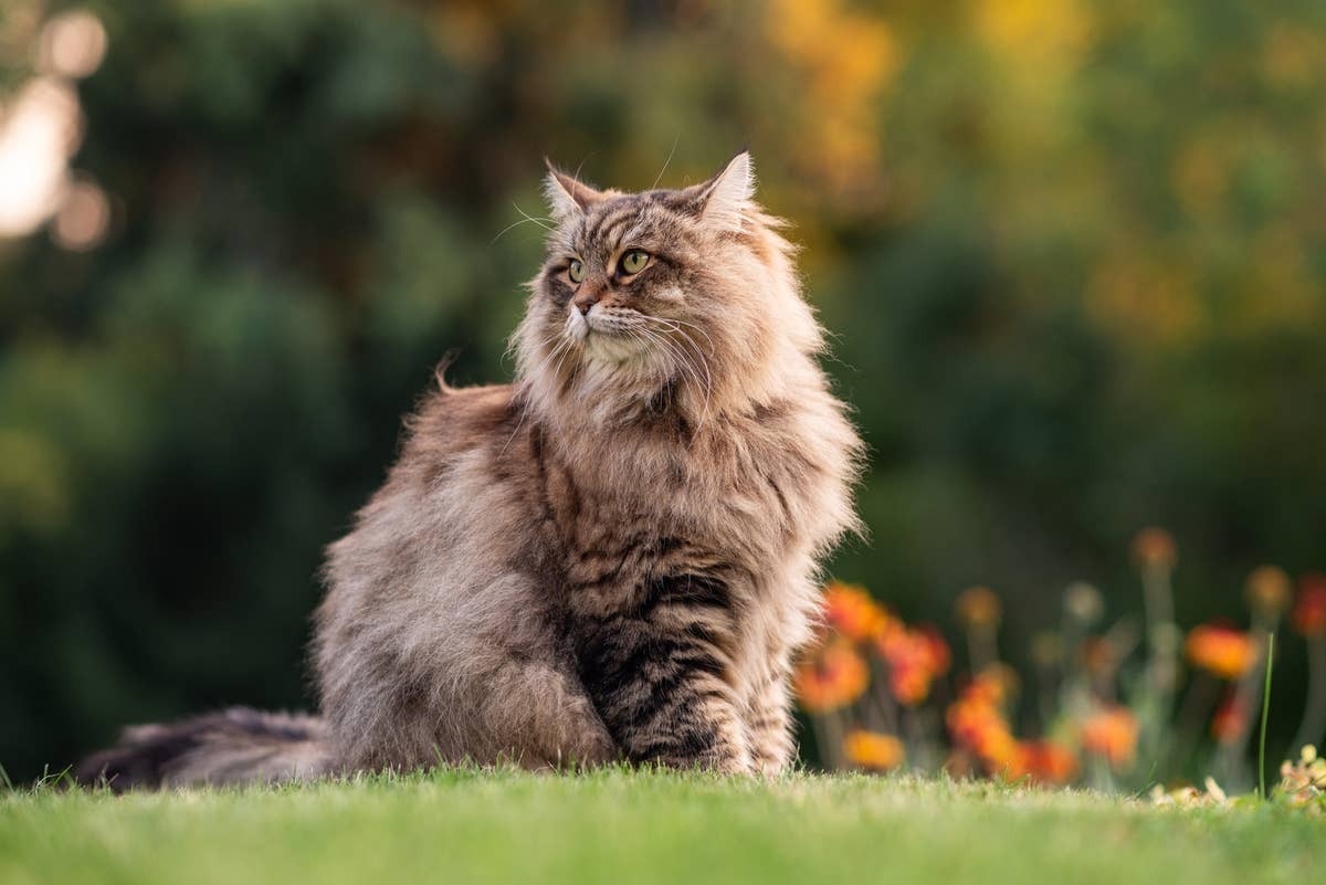  Siberians need regular checkups at the vet to keep them healthy.