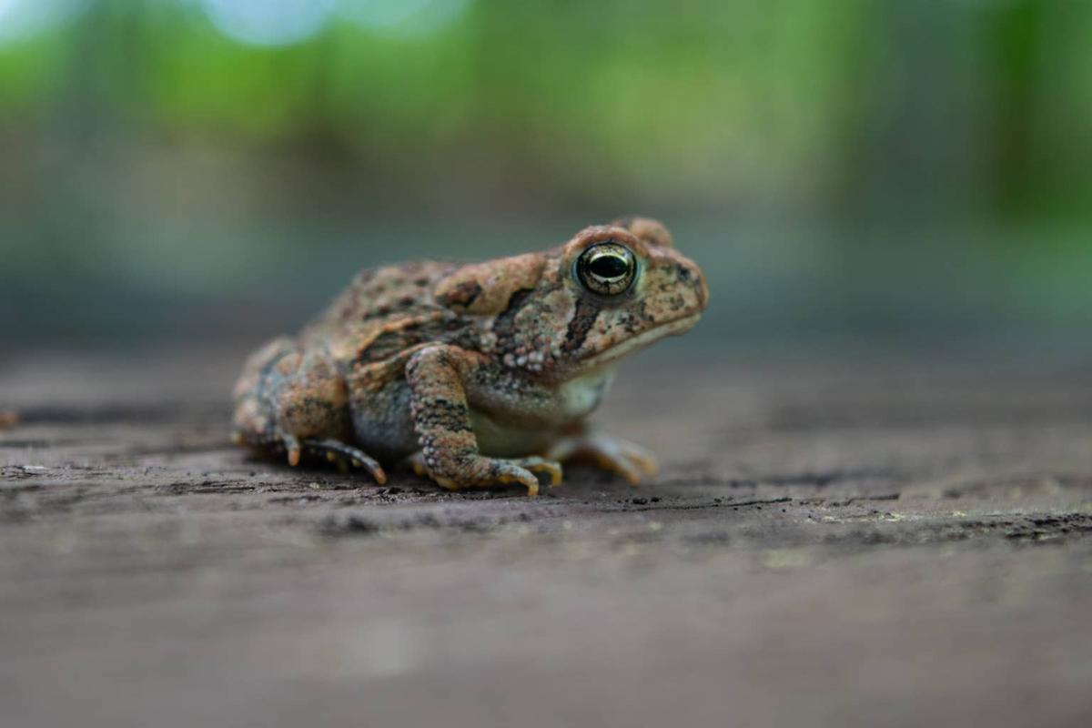  A closeup of a Fowler's toad on a rock.