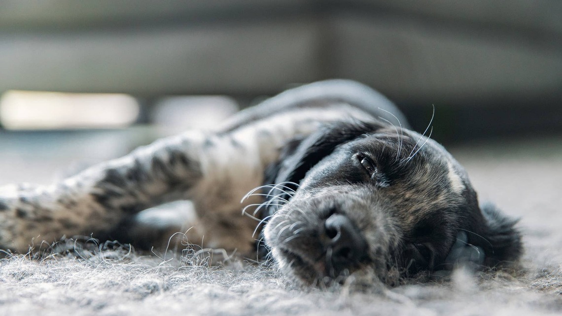 Cocker Spaniel Cries After Thinking He's Home Alone-Then Realizes He's Not 