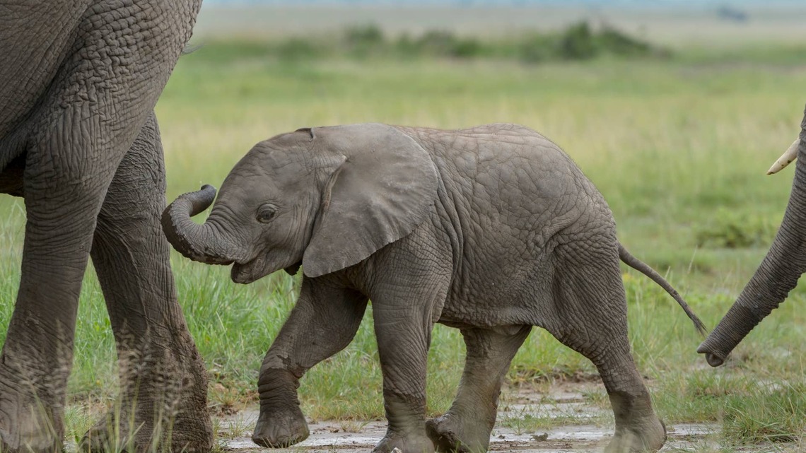 Baby Elephant Enjoys Playtime in the Mud, and Everyone is in Love 