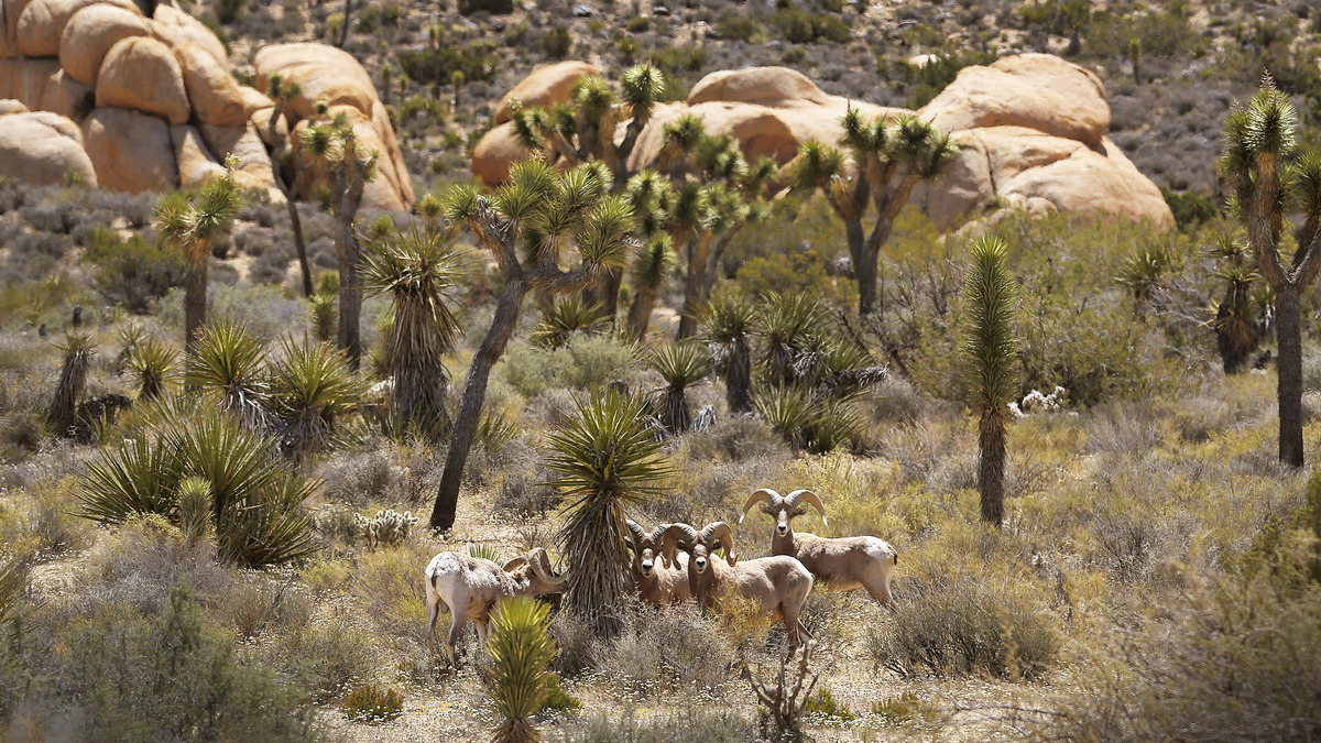 An estimated 200-300 Desert Bighorn sheep call Joshua Tree National Park their home. Joshua Tree National Park became a U.S. National Monument in 1936 and then became a national park in 1994. It's made up of 790,636 acres and is a popular area for rock climbers, campers and nature lovers who appreciate its rugged beauty, photographed April 25, 2016.  (Rick Loomis/Los Angeles Times/TNS)