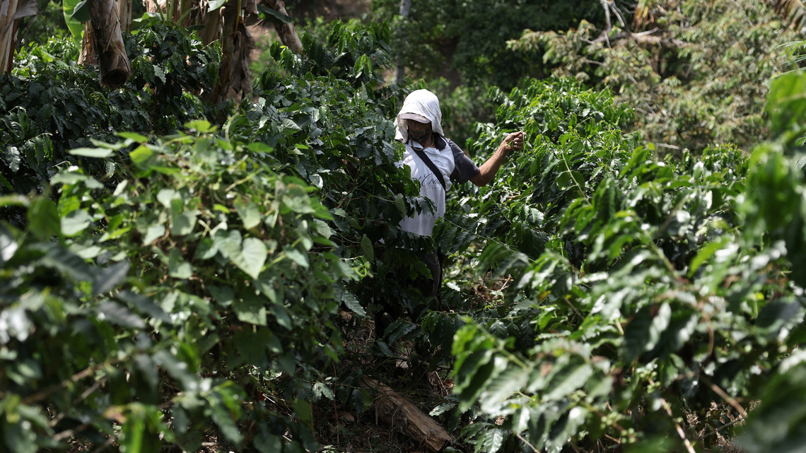 Producción de café de Colombia cae en agosto por segundo mes 