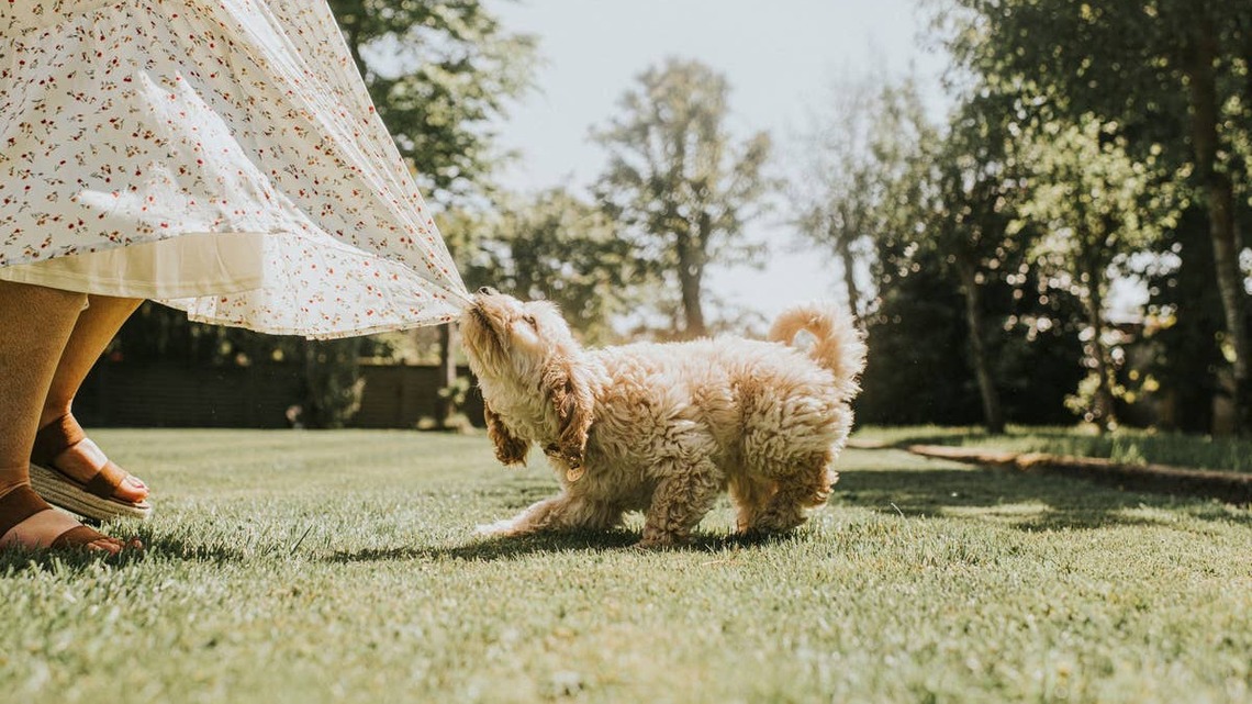 10 Surprising Words You Should Never Say Around Excited Dogs