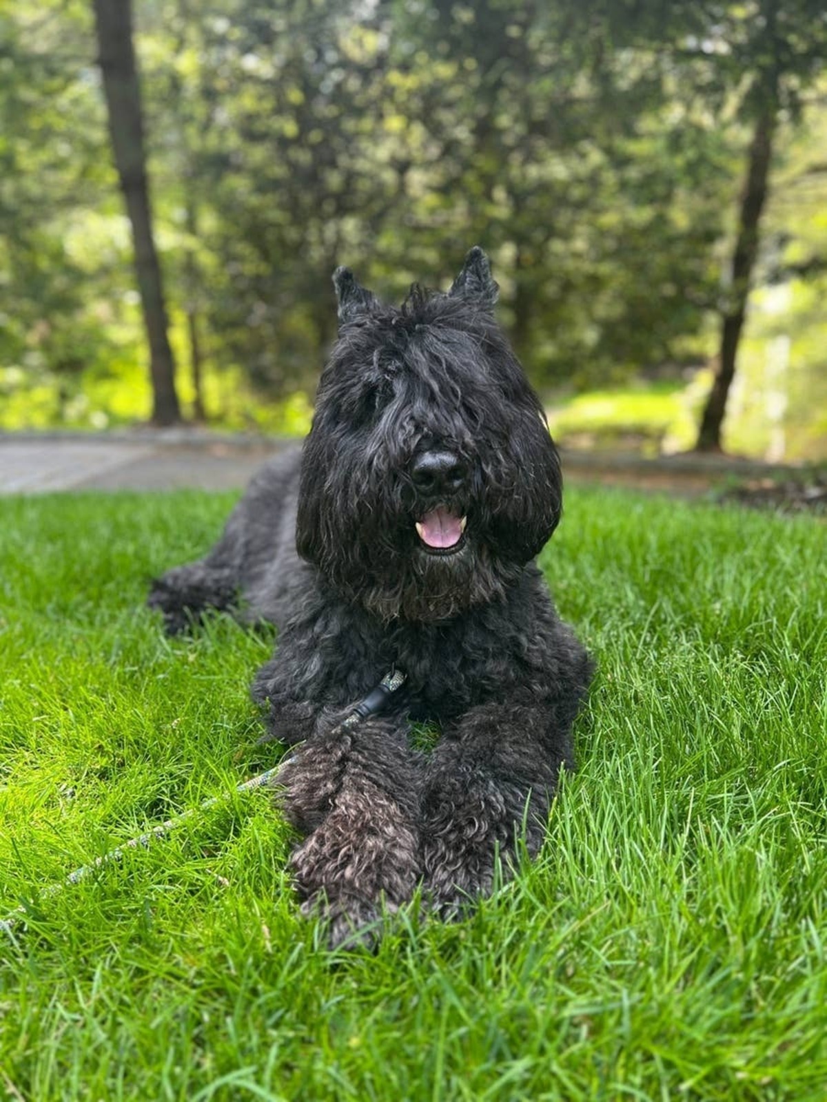  A dog breed known for its balance of protection, loyalty, and companionship.