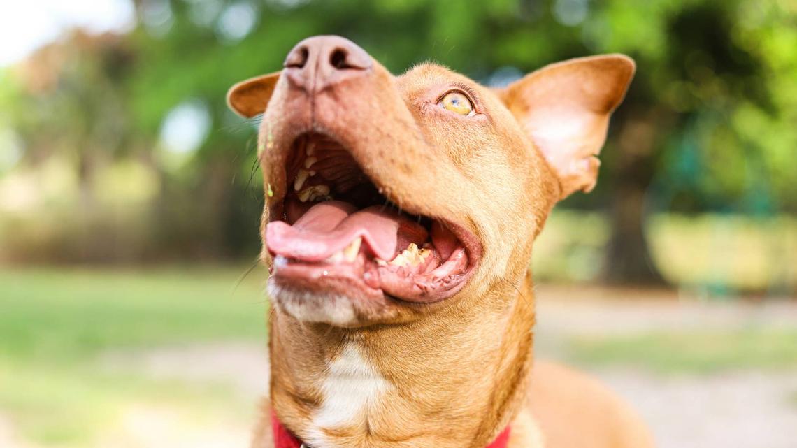 Shelter Pit Bull Mix Finally Gets Adopted After 726 Days - and Her Face Says Everything 