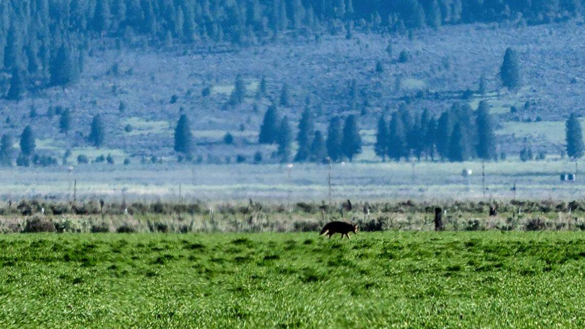 Tribe buys 10,000 acres north of Lake Tahoe from city of Santa Clara in historic land deal 