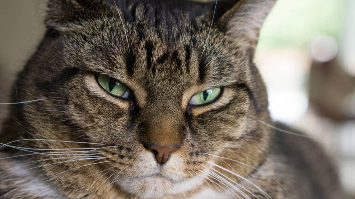 Grouchy looking brown and white tabby.