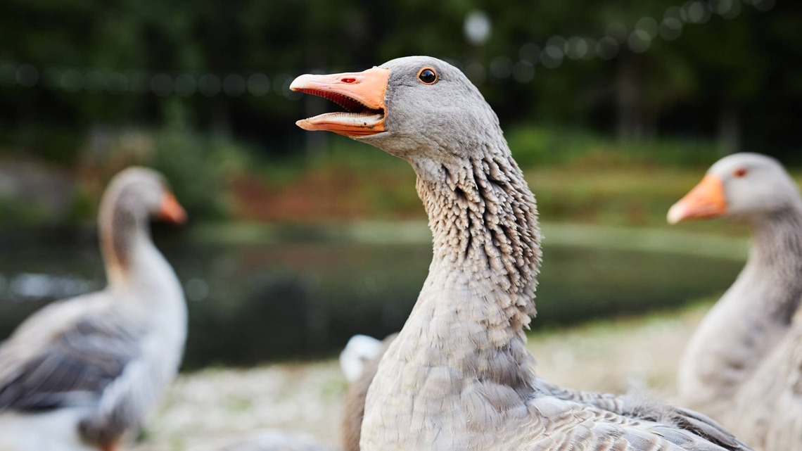 Goose Screams at Passing Airplanes Like He's Personally Offended 