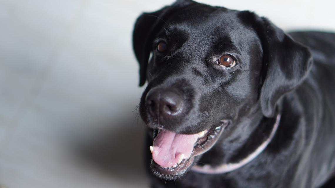 Happy Lab Celebrates Taco Tuesday With Triple Meat Spread-Here's How to Make Your Own 