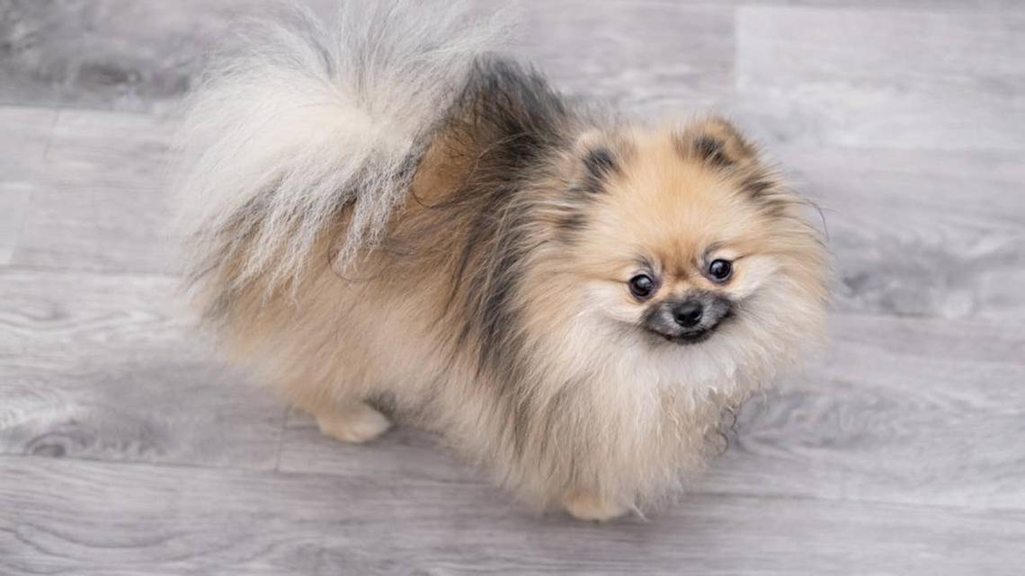 When This Pomeranian Begs for Pet, He Looks Like a Cloud Kicking Tiny Paws 